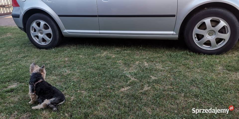 19 TDI 110 Golf 4 Konin