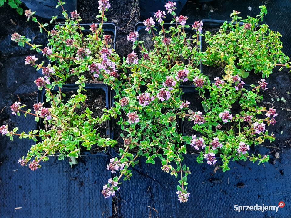 Macierzanka piaskowa pachnąca miododajna Rabatowe Lublin