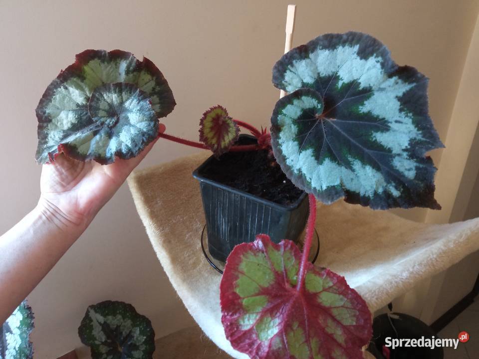 Skrzydłokwiat variegata Diamond piękny Białystok