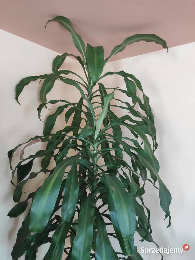 Dracena 2 metry Zielone Jasło sprzedam