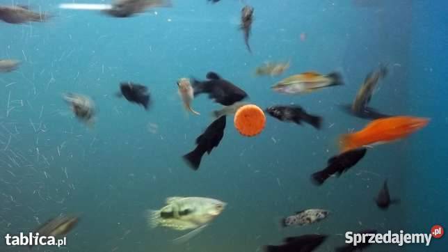 Rybki akwariowe Jarocin