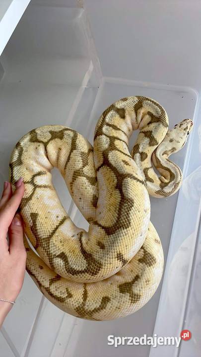 Python regius samica killerbee fire gotowa na sprzedam