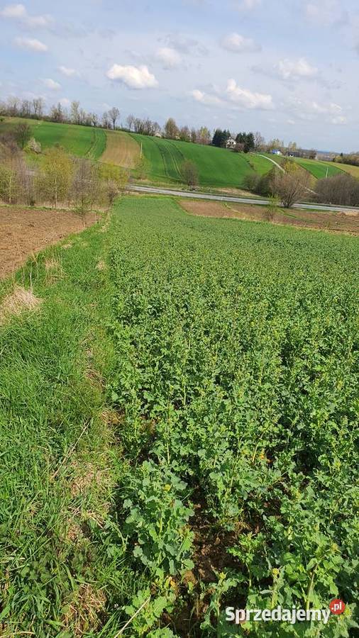 Pole rolne 77 a Siedlec