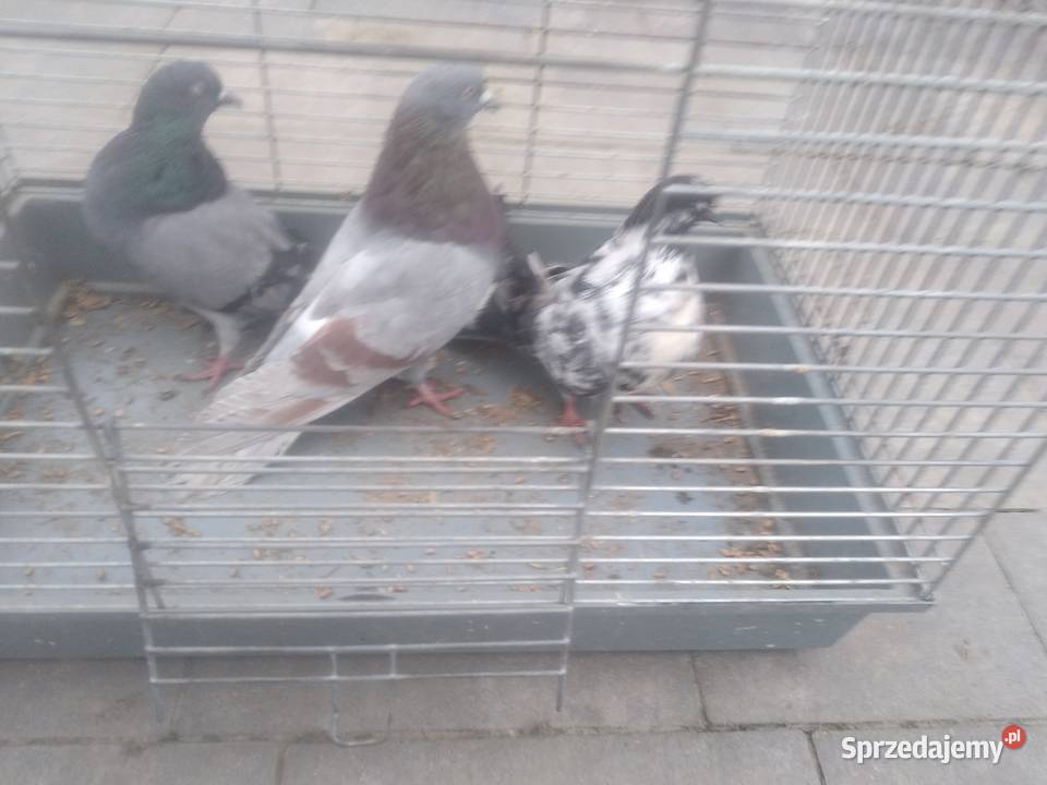 Gołębie orliki lubelskie lubelskie Tokarówka
