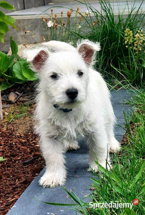 West Highland white terrier piesek FCI ZKWP Pilawa sprzedam