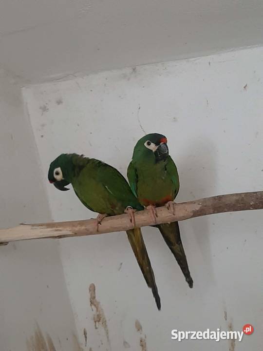 Ary marakany para 2223r Skała