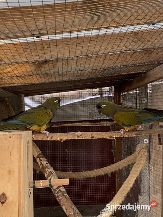 Patagonki wielkopolskie