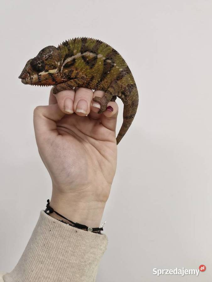 Kameleon Lamparci Ambilobe i Nosy Be samce i Oława