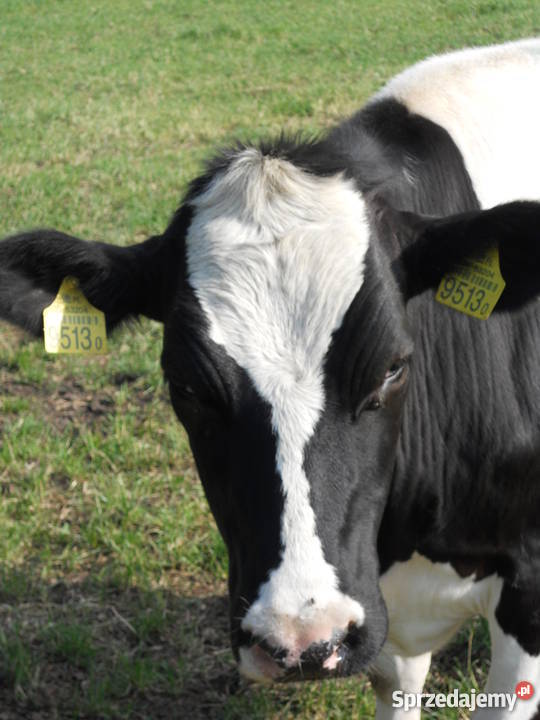 Jałówka na ocieleniu Bydło mleczne Wielka Wieś B