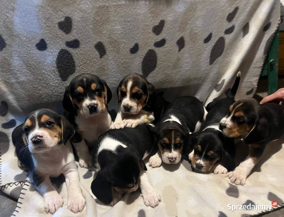 Pieski rasy Beagle Limanowa