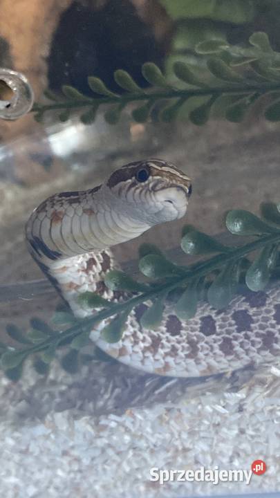 heterodon samiec sprzedam