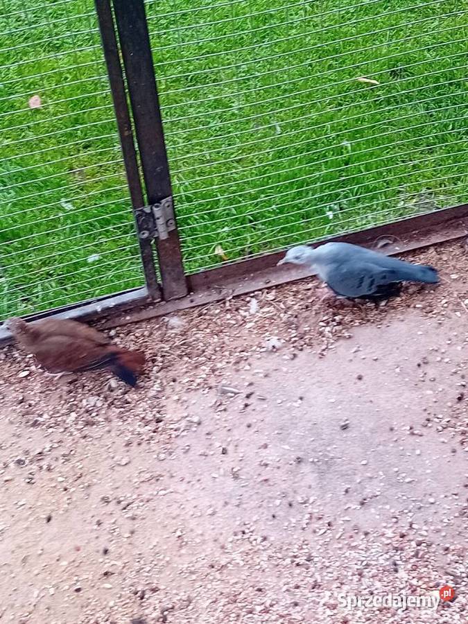 Śińiaczek plamisty para dorosła Siedlce sprzedam