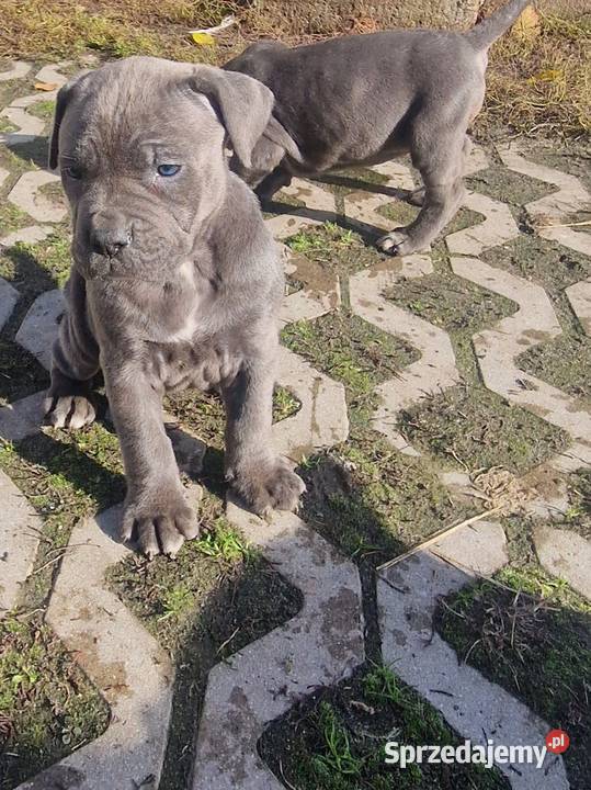 SPRZEDAM SZCZENIAKI CANE CORSO lubelskie Lubartów sprzedam
