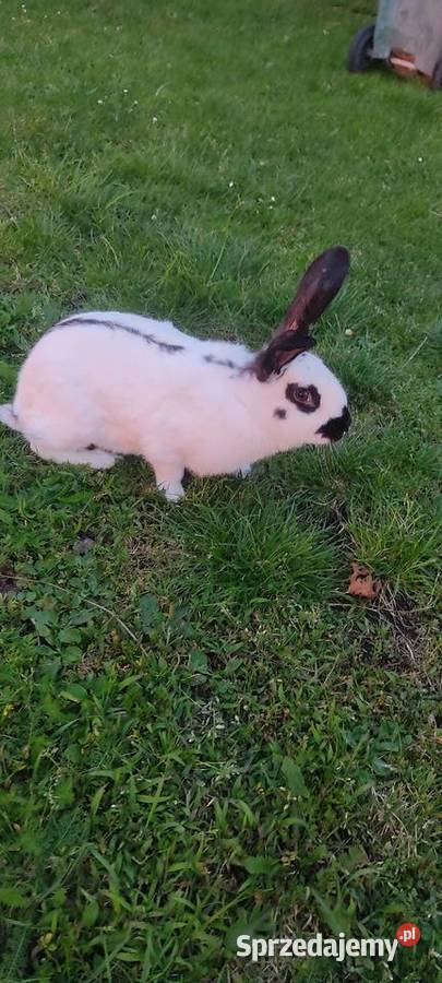 Sprzedam króliki Krotoszyn