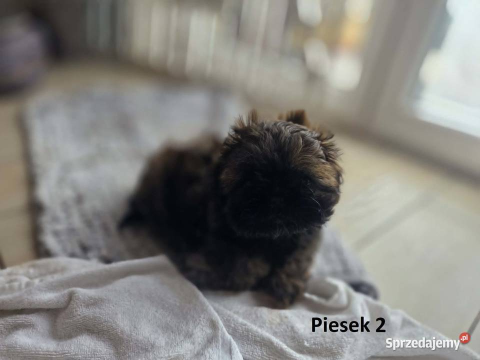 Sprzedam szczeniaczki Shih Tzu Nosów-Kolonie