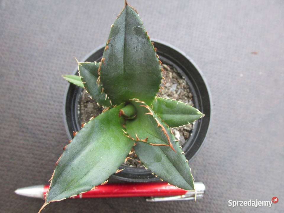 Niewielka agawa Agave titanota Oteroi FO076 małopolskie Kraków sprzedam