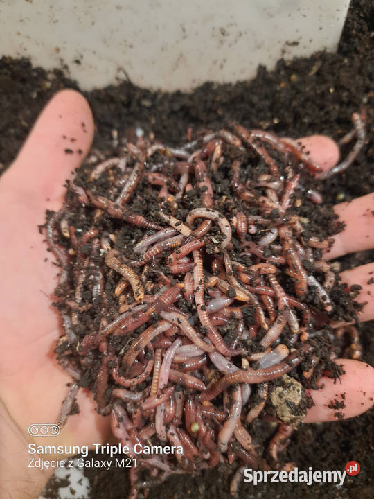 Dżdżownice do kompostu i na ryby Żarłoczne i Białogard