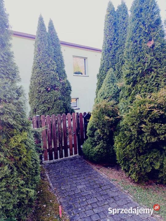 Sprzedam Dom z lasem w Przyszowicach piwnica