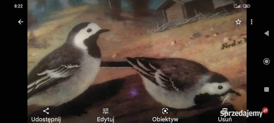 Talerz kolekcjonerski Bradex Ptaki porcelana Porcelana i szkło dolnośląskie Wrocław sprzedam