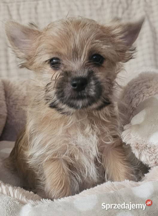 Yoreczka śliczna dziewczynka złota