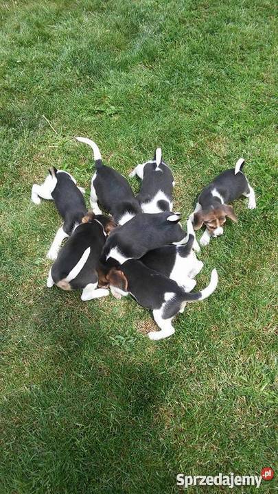 pieski rasy BEAGLE Leszno