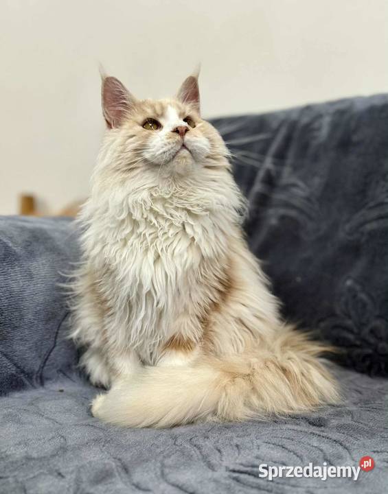 Maine Coon Kocur WCF 5 pokoleniowy rodowód Daleszyce sprzedam