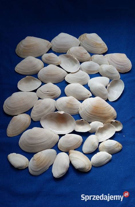 Muszlemuszelki naturalne 65Średnica 35Zestaw Łódź