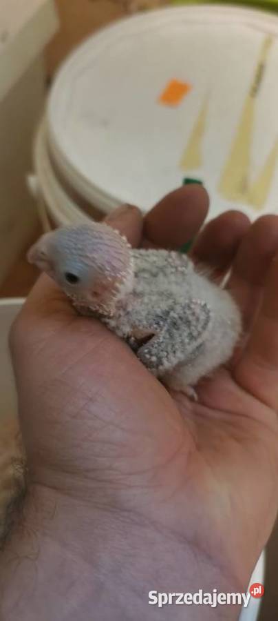 Papugi ręcznie karmione rudosterki Tychy