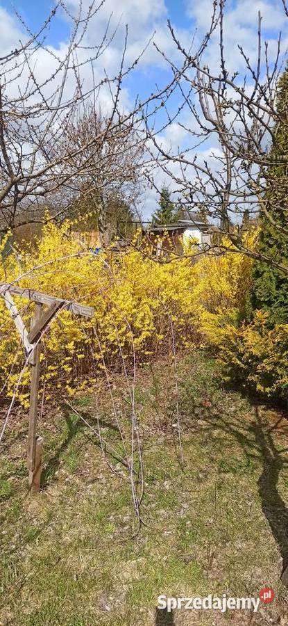 Piękna działka ROD rekreacyjna Sprzedaż Janikowo sprzedam