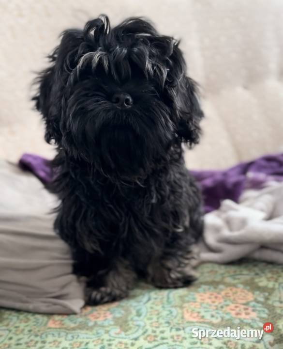 Shih Tzu Atena z rodowodem. Hodowla Żywe Srebro z Leśnego Zakątka Shih Tzu Atena z rodowodem. Hodowla Żywe Srebro z Leśnego Zakątka