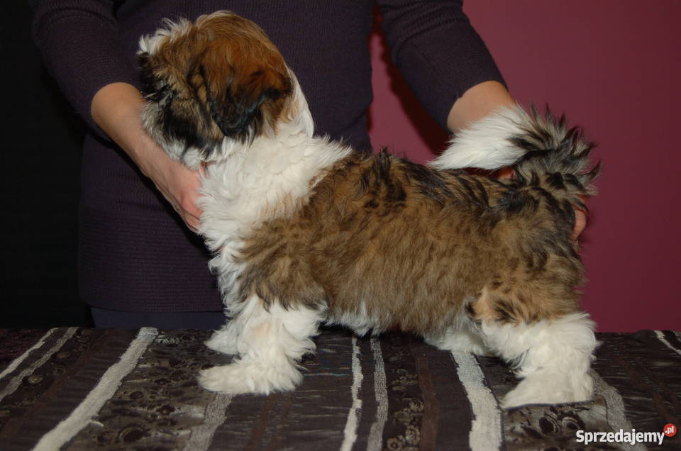 Sprzedam piękną wystawową suczkę Shih Tzu Kielce sprzedam