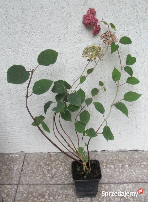 HORTENSJA DRZEWIASTA Candybella Sorbet sadzonki Ustronie