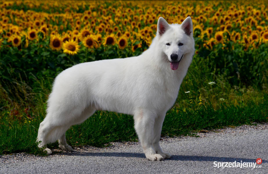 Biały Owczarek Szwajcarski długowłose szczenięta Skała sprzedam