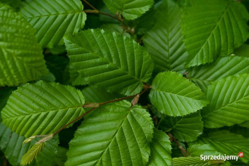 Grab pospolity Carpinus betulus obwód 2025 z Liściaste Liściaste