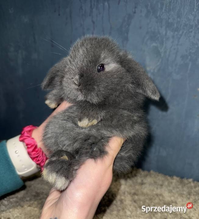 Mini Lop Królik Miniaturka Teddy Króliki Godowa