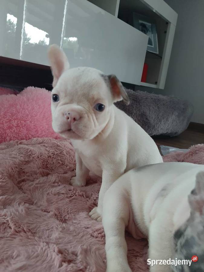 Buldogi francuskie merle blue BŁĘKITNE OCZY Szczecinek