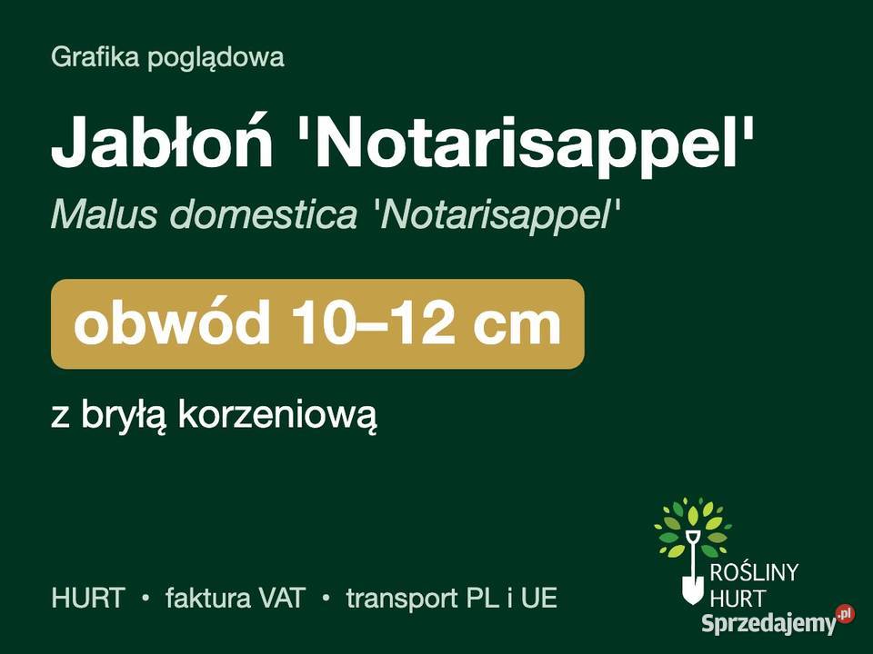 Jabłoń Notarisappel Malus domestica obwód 1012 z wielkopolskie