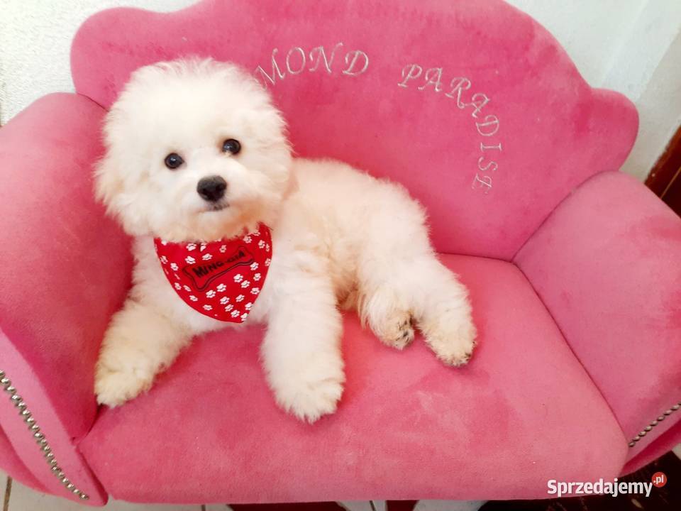 bichon frise szczenięta do odbioru rodowód FCI