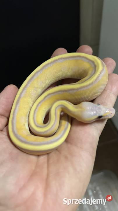Pyton regius Banana Genetic Stripe Enchi Bydgoszcz