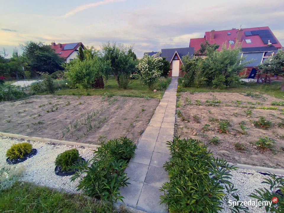 DZIAŁKA ROD TULIPAN ŚWIDNIK