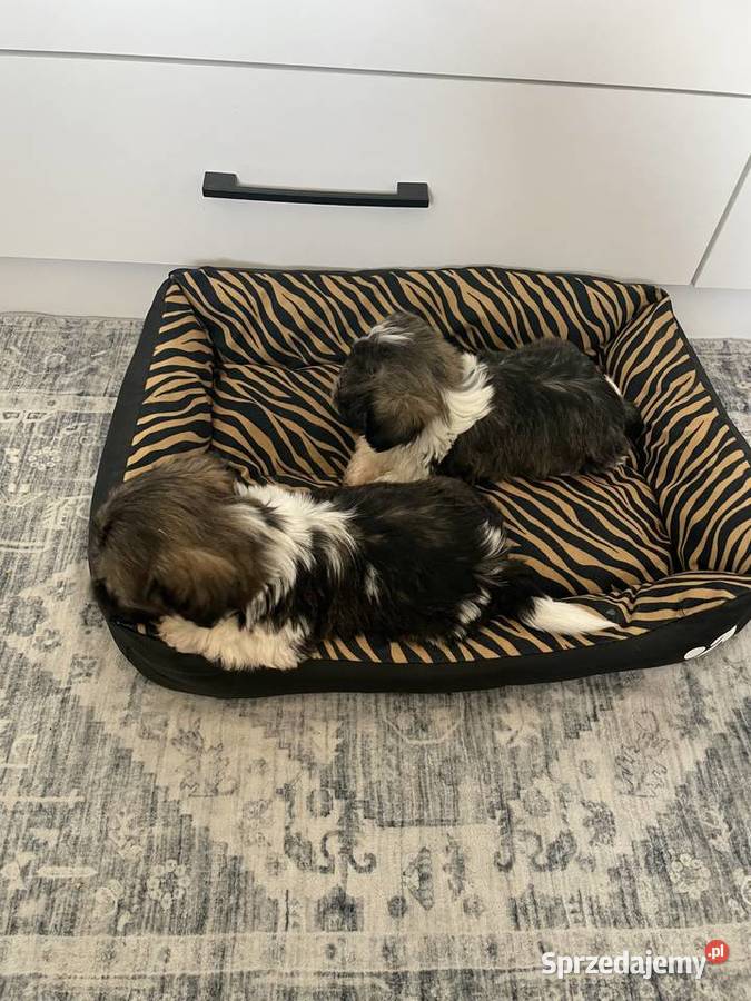Śliczne szczeniaki Shih Tzu Granowo