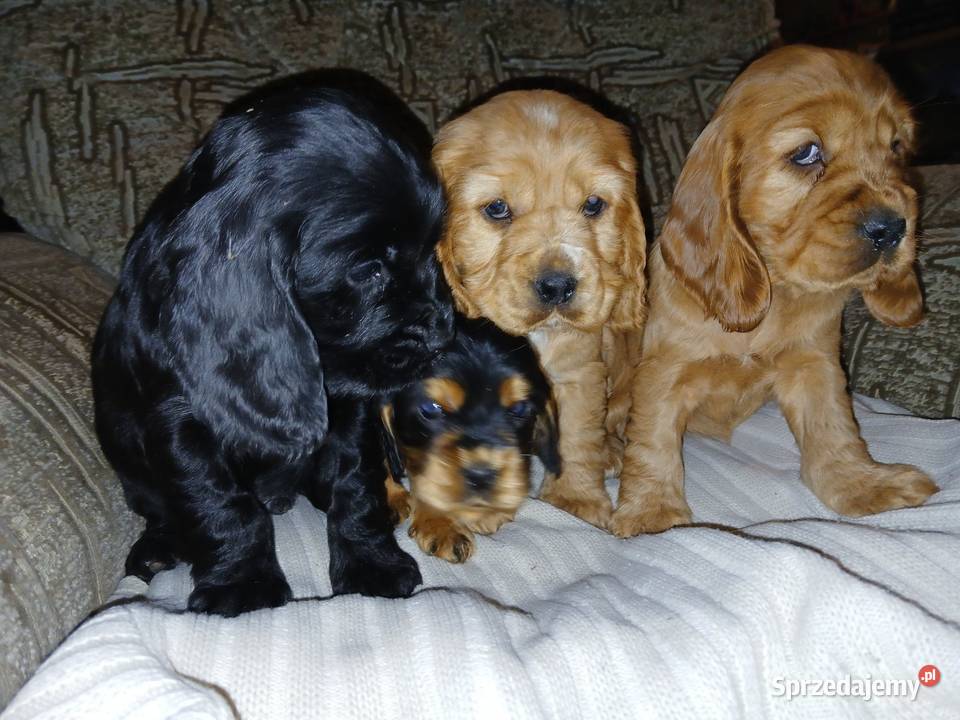 Śliczne Szczenięta Cocker Spaniel Angielski