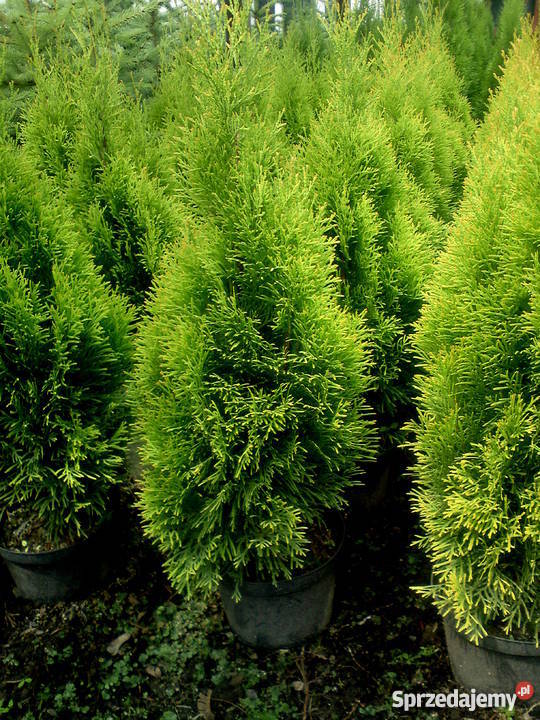 Tuja SzmaragdThuja SmaragdSzmaragdowe w Proszowice