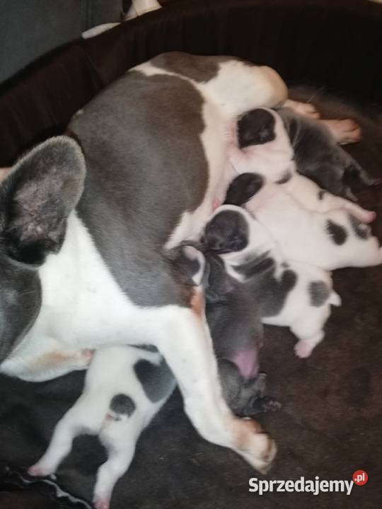 buldog francuski niebieskie i białoniebieskie Borzęcin