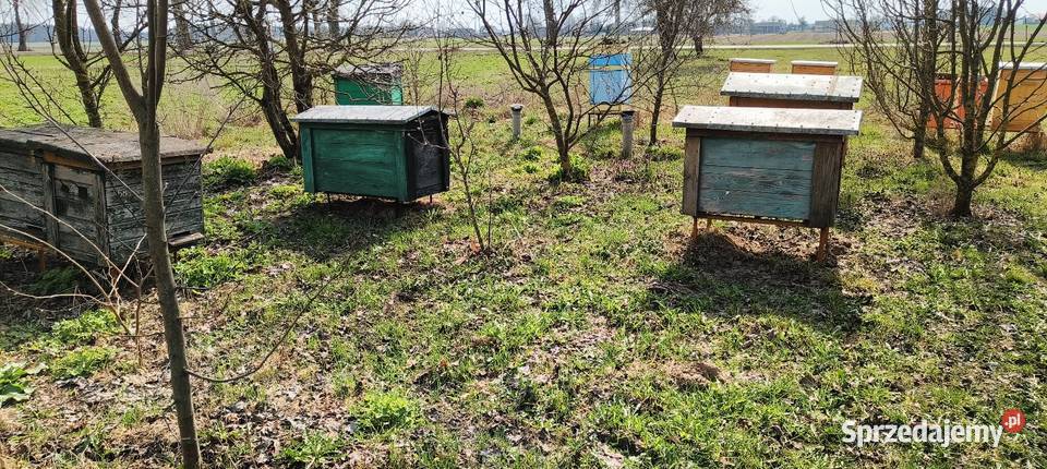Sprzedam ule Warszawskie poszerzane Wymysły sprzedam