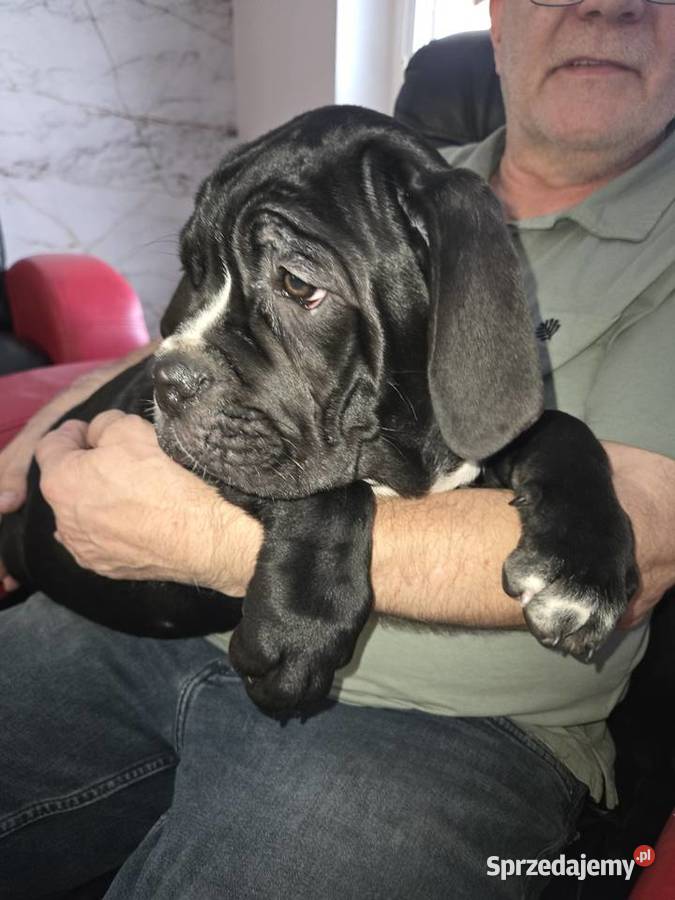 Cane Corso szczenięta 10 tygodni czarne Zwierzęta Strzeniówka sprzedam