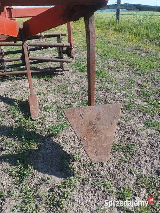 Głębosz nieuszkodzony Ujazdów