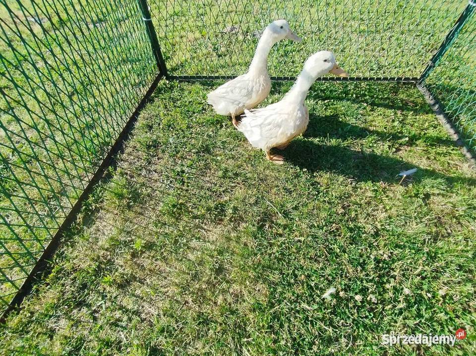 Kaczki para Pekin kujawsko-pomorskie Szubin