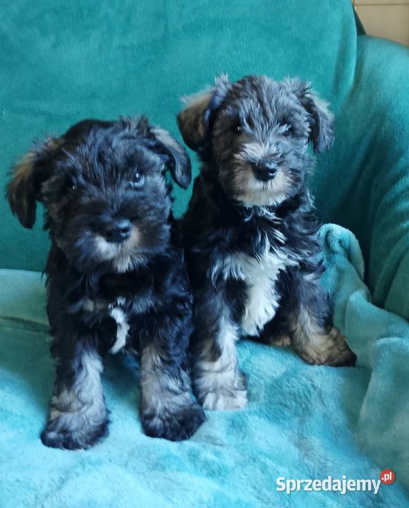 sznaucer miniaturowy Gniew