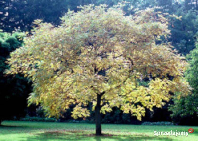 MYDLENIEC WIECHOWATY Koelreuteria paniculata Lubanie